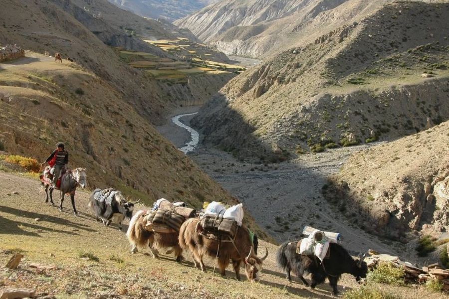 Yak caravan carrying supplies through barren valley landscape